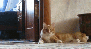 creeped out cat.gif (497 KB)